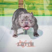 小杨玩恶霸犬头像