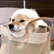 啊波的个人资料头像