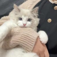 带带大师兄4399头像