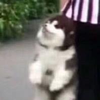 可达鸭在哪头像