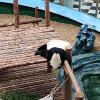 香蕉你个巴拉呢头像