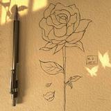 岸芷汀兰85头像