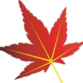 谁明浪子心头像