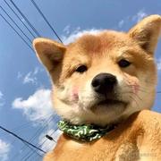 何乐不为的个人资料头像