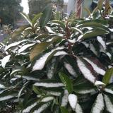 风雪夜归人2121头像