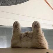 用户2785681568055的个人资料头像