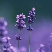 明月天涯996头像