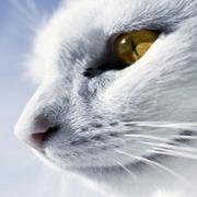 柠檬C的个人资料头像