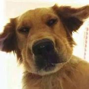 CaptainFishHead的个人资料头像