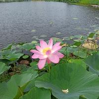 古道气定神闲头像