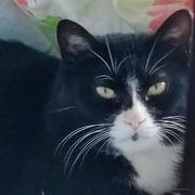 like文的个人资料头像