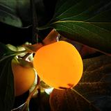 初中美术老师叫我杨青碧头像