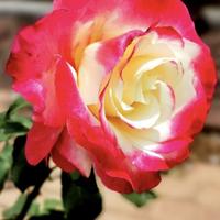 沧浪之水清兮1975头像