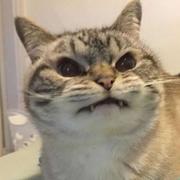 逍遥哥哥30的个人资料头像