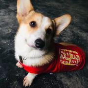 痞老板不要蟹堡王的个人资料头像