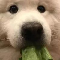 死亡本能0头像
