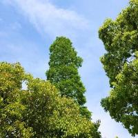 侠士剑心头像