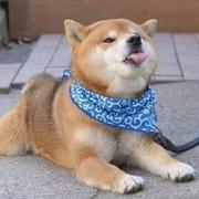 Leo_mcc的个人资料头像