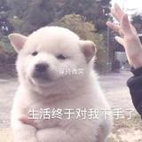 顾北头像