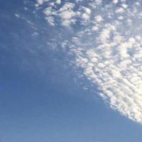 蓝天下的梧桐头像