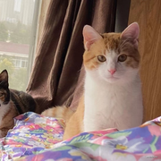 凝七的个人资料头像