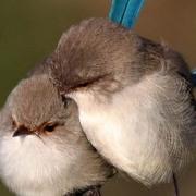 苏明焕的个人资料头像