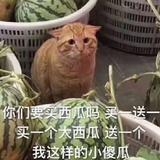 五月丫信头像