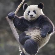 Near_Li的个人资料头像