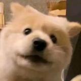 看我逮不逮你就完事了🐻头像