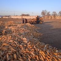 正直沙滩VJ头像