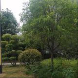 石头花园园头像