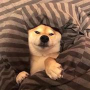 nutter的个人资料头像