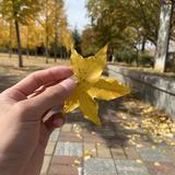 率直的领袖头像