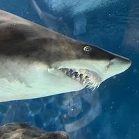 留在湾生的头像