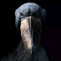 朝如青丝暮成雪790头像