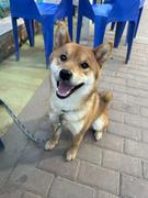 不爱吃香菜啊的个人资料头像