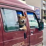 edentulous头像
