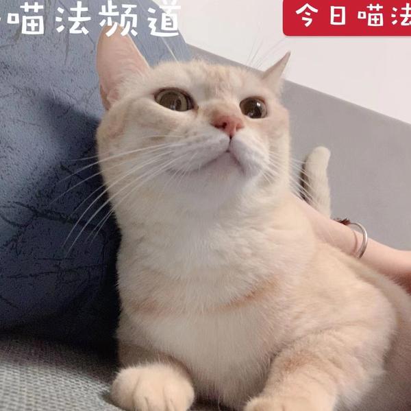 喵法电影头像