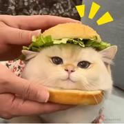 JellyfishX的个人资料头像