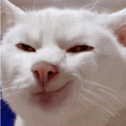 掘金严肃猫的个人资料头像