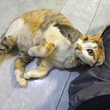 佳子不是夹子头像