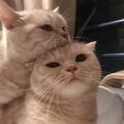 不负时光225的个人资料头像