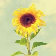 Jude_Wang的个人资料头像