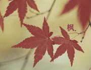 HYF_L的个人资料头像