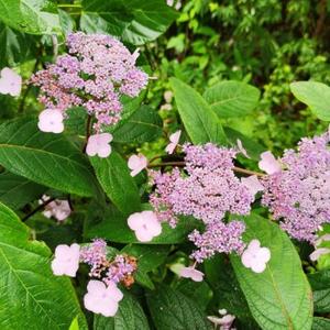 快乐的海燕头像