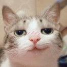 爱吃生菜的大石头的个人资料头像