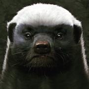 机智的唐四的个人资料头像