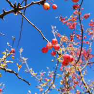 旅行的麻辣烫头像