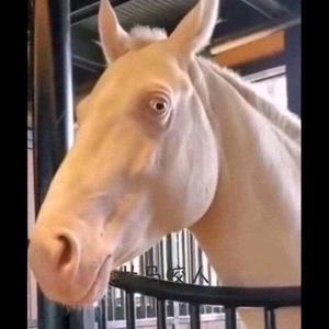gogogo狗蛋头像