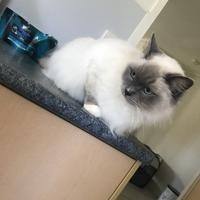 急速板马君头像